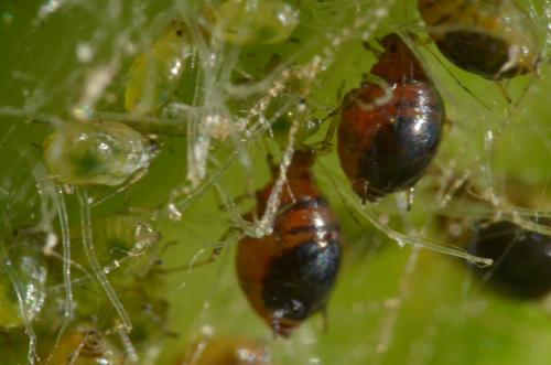 Brachycaudus cardui